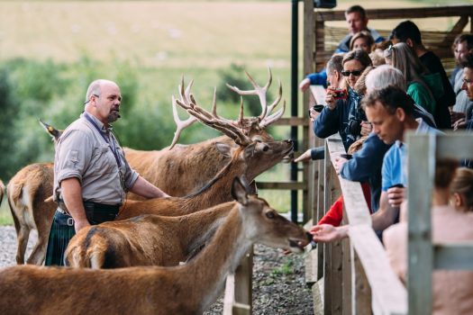 Highland Safari