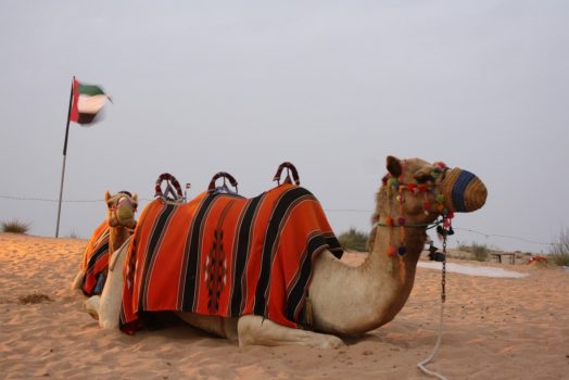 Camel, Dubai, UAE