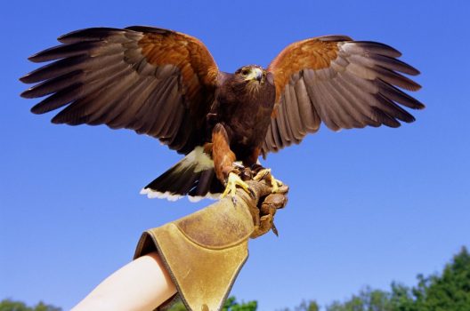 Falconry at Gleneagles Hotel ©Courtesy of Gleneagles