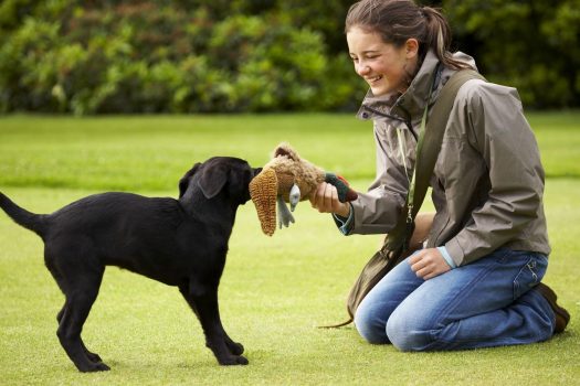 Gun Dog retrieving at Gleneagles Hotel ©Courtesy of Gleneagles