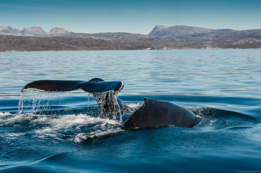 Iceland, Whale watching (01) © jon@hl.is, HL Adventure